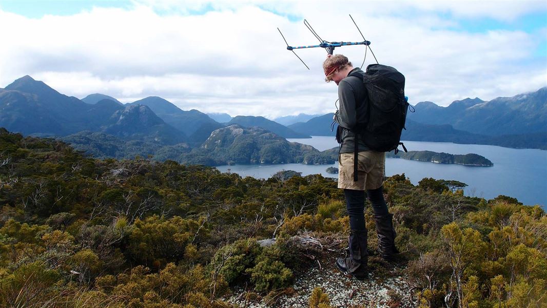 Freya Moore tracks a kākāpō using radio telemetry. 