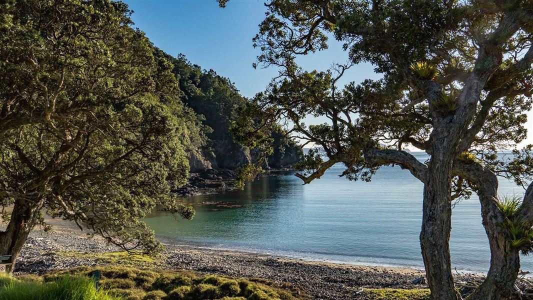 Stony beach in a bay with Pohutukawa trees. 