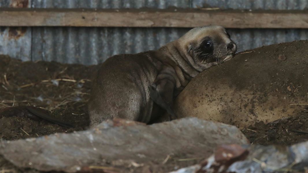 Matariki and her pup. 