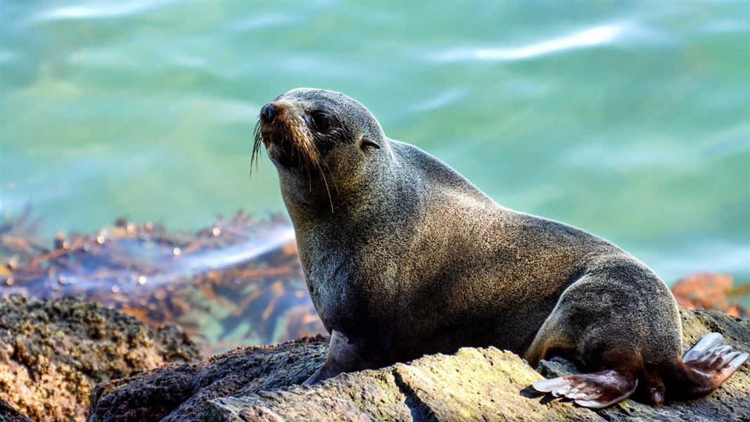 A seal pup on a rock by the water.