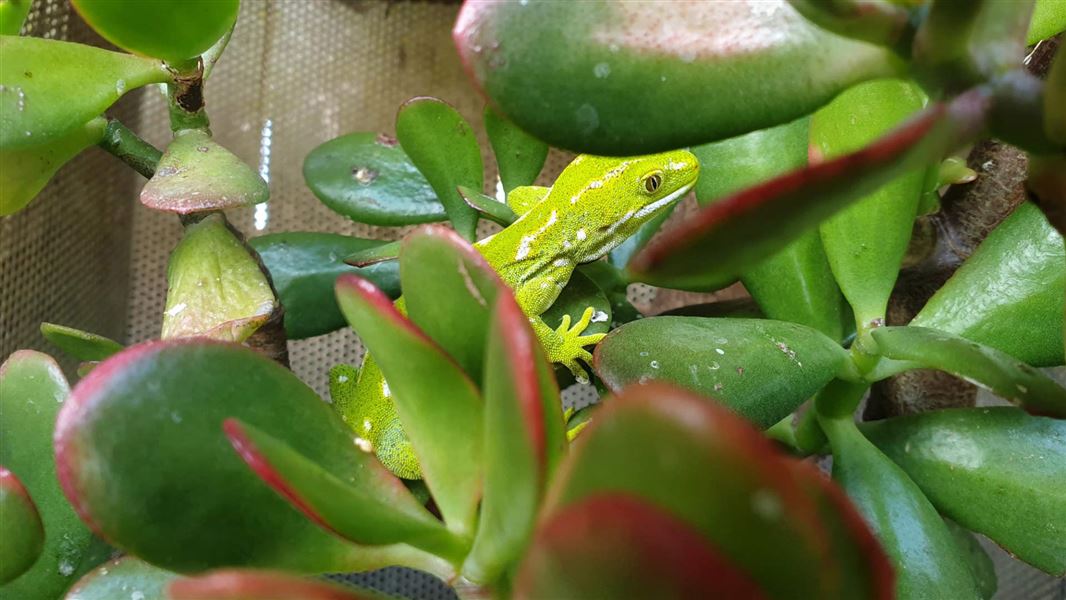 Auckland green gecko.