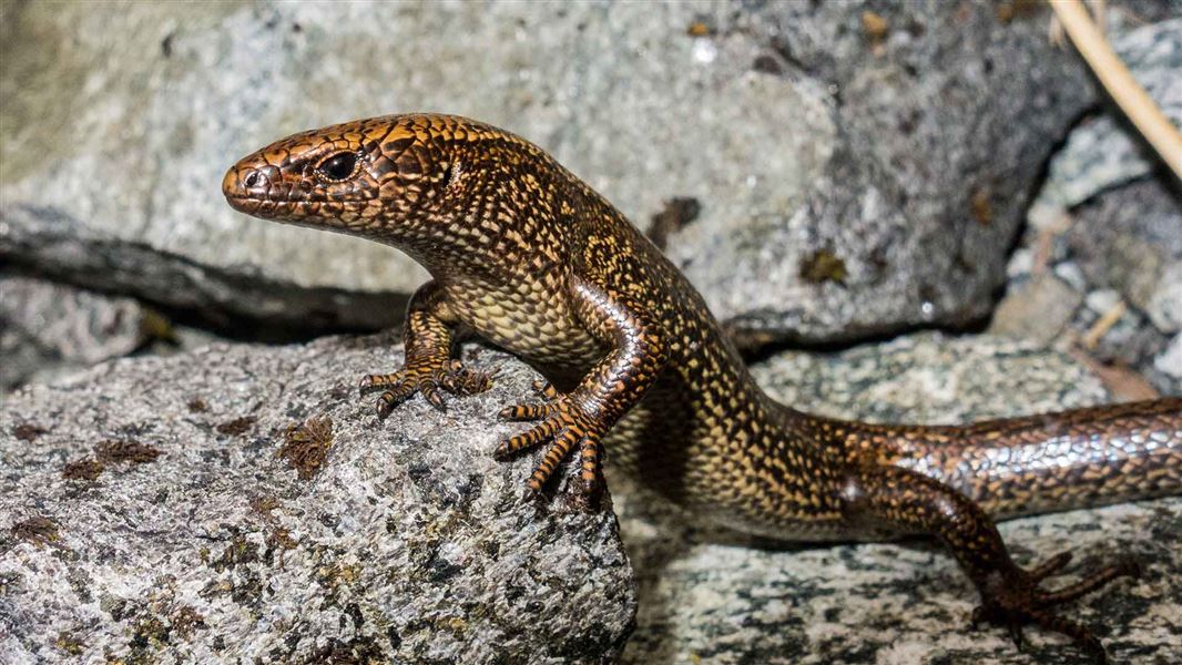 Skink on a rock. 