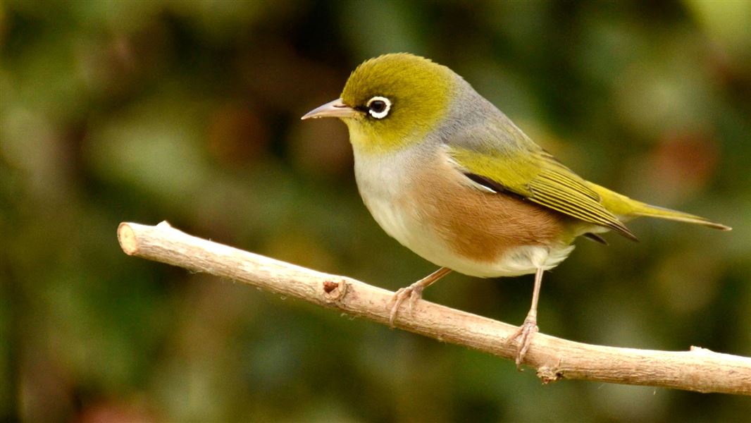 A small green and white silvereye perched on a branch.