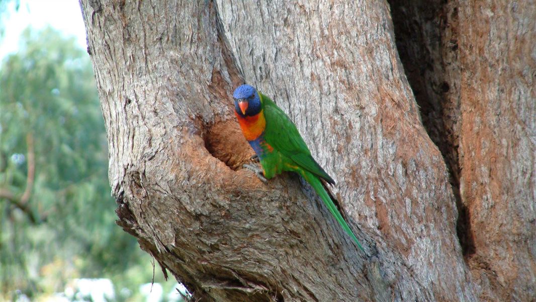 Rainbow lorikeet