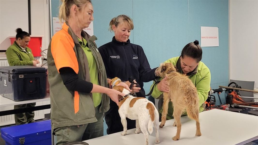 Two small dogs on a metal table with three DOC staff checking their fur.