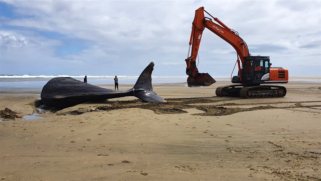 A whale lying on it's side on the beach, with a digger positioned nearby.