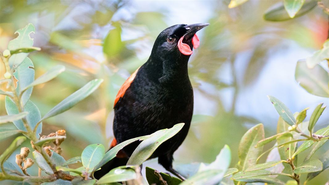 Close up of a Saddleback on a branch.