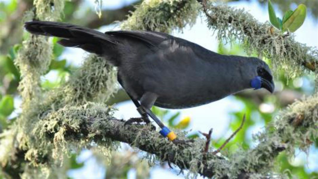 kōkako.