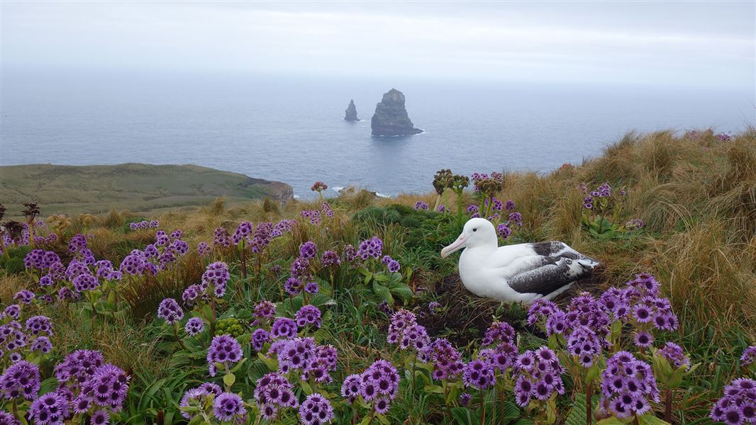 Southern royal albatross toroa sits on its nest amongst herbs and flowers, an icy island in the background shows no warmth from the bright sun.