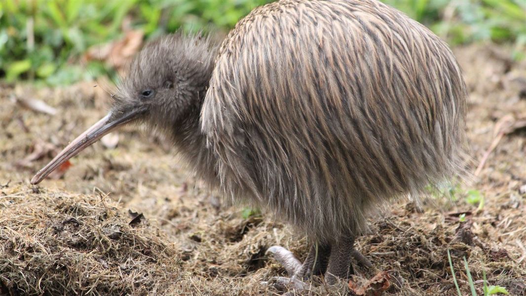 Southern brown kiwi. 