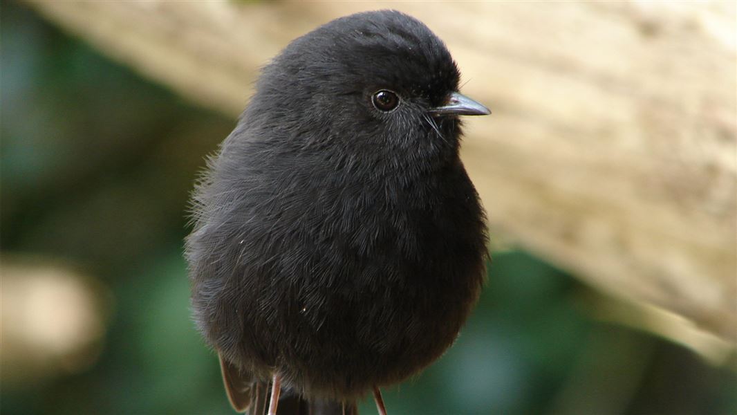 Black robin. 