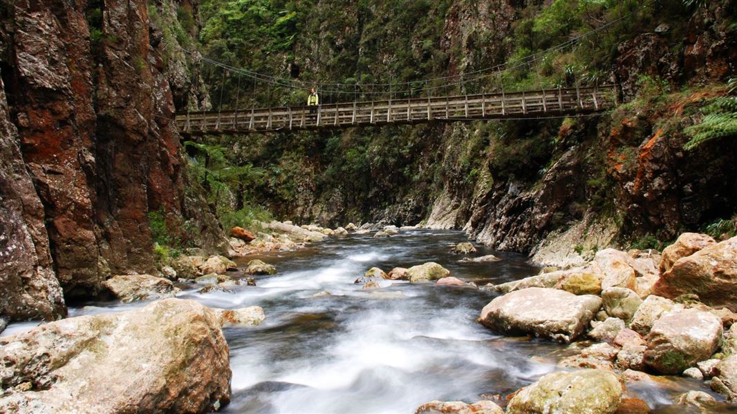 Karangahake Gorge, in Kaimai Mamuka Forest. 