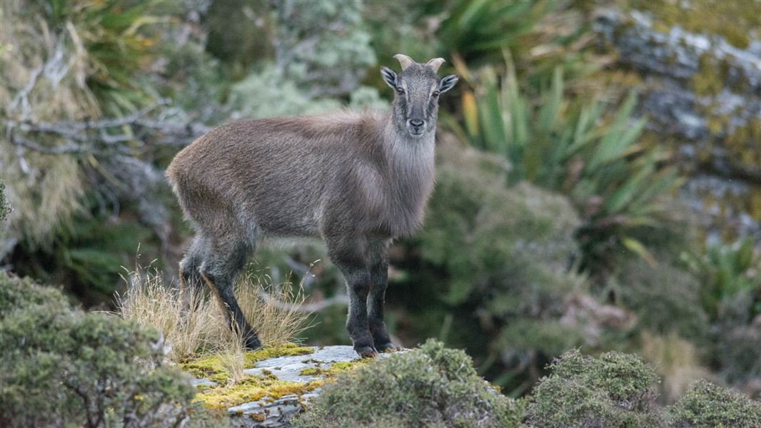 Young tahr.