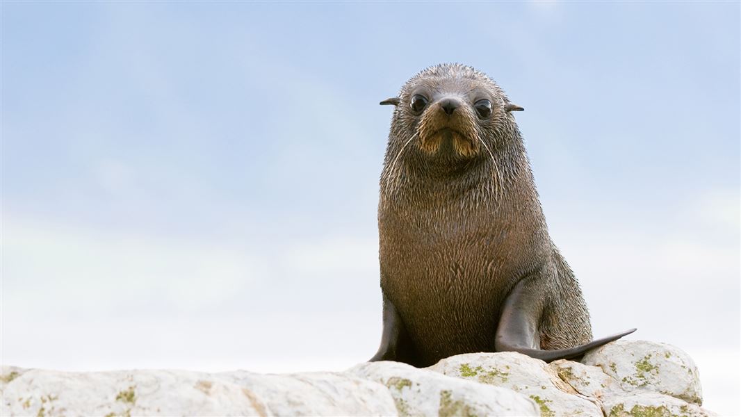 New Zealand fur seal