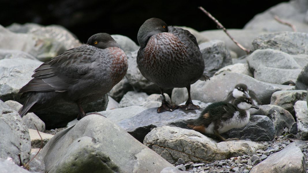 A Northern Ruahine whio family. 