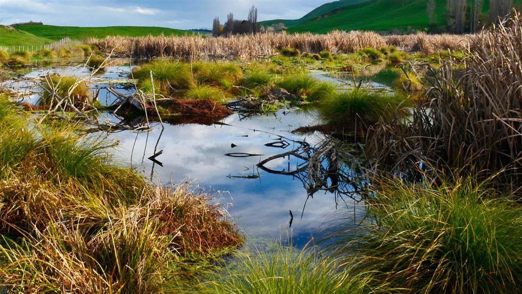 Pekapeka wetlands. 