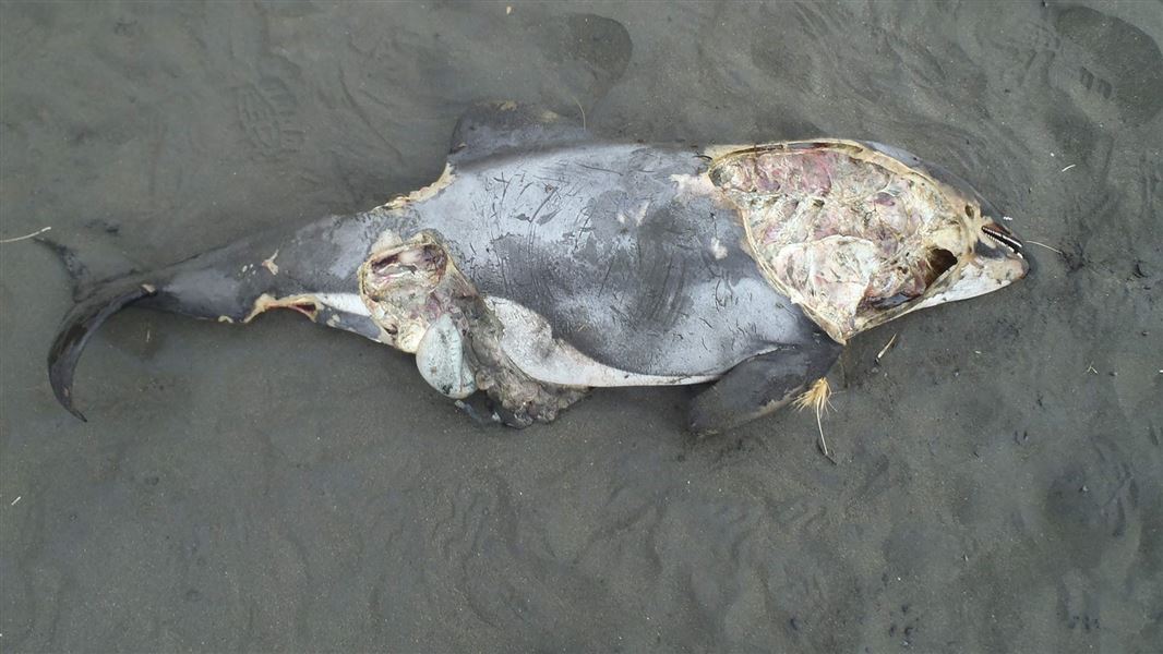 Dead dolphin. 