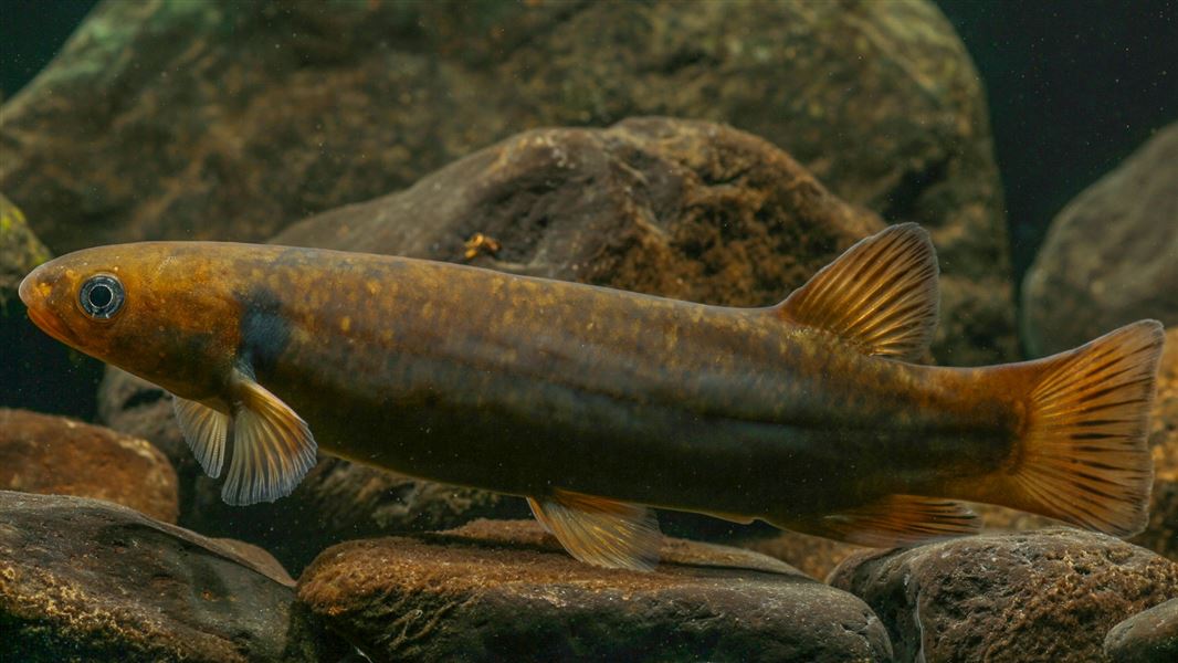 Close up of a small brown fish in a stony riverbed.