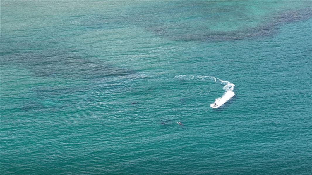 Jetski too close to marine mammals in Hauraki Gulf