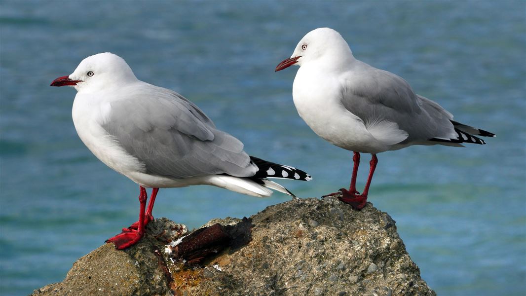 Two red-billed gulls perched on a rock at sea.