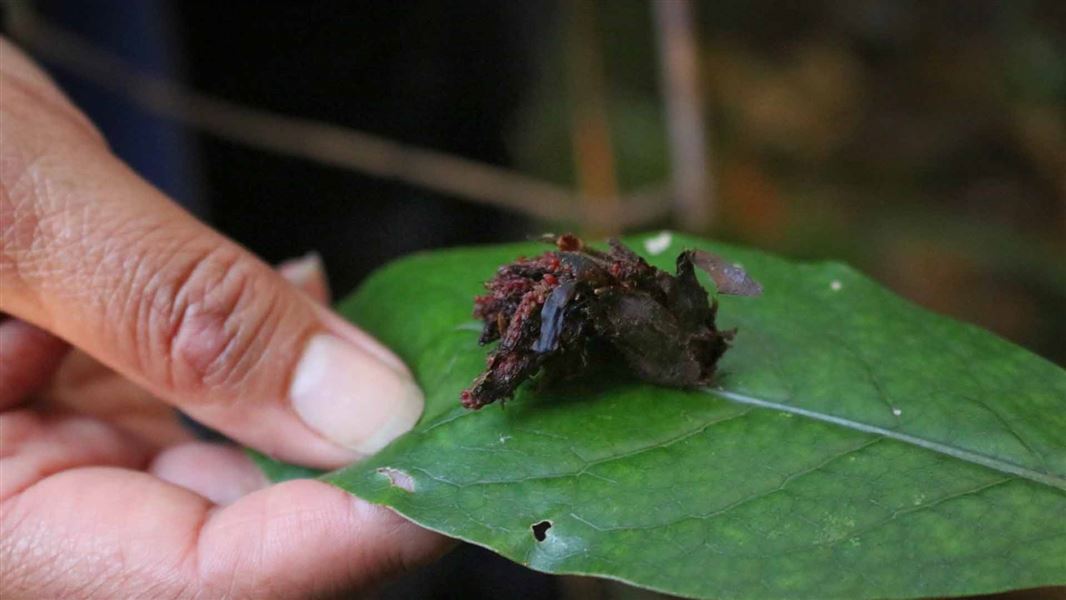 A small tuft of deep red plant matter on a leaf.