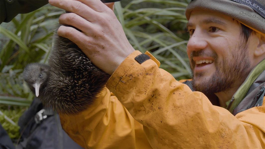 Rangers change a tokoeka chick’s radio transmitter at Shy Lake