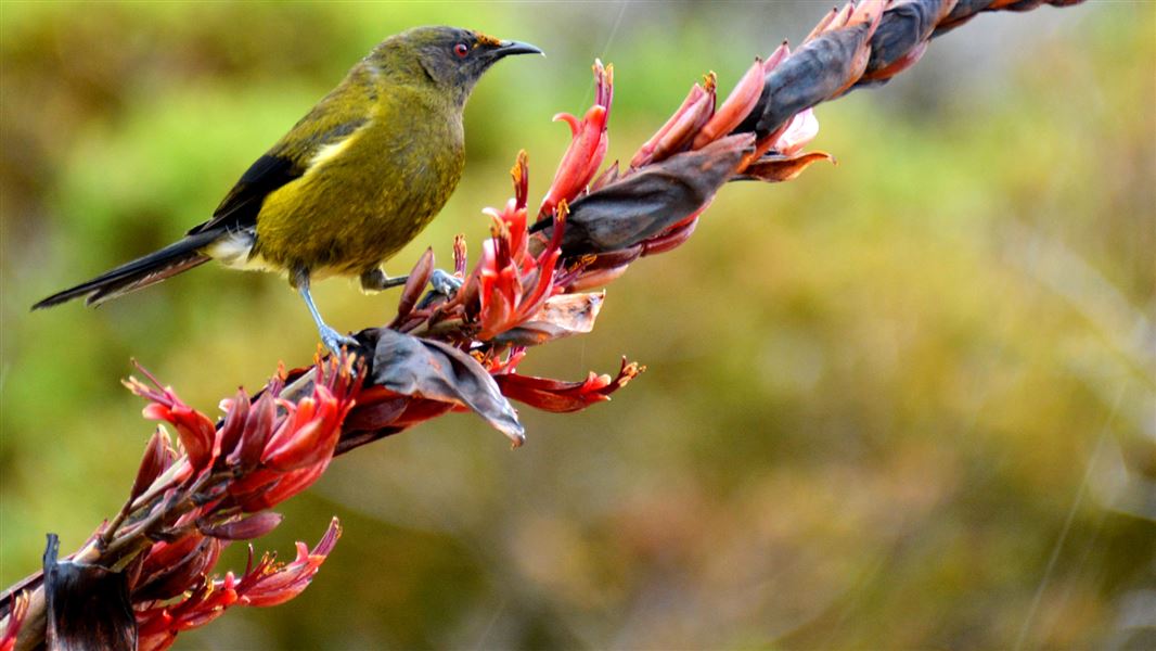 Bellbird. 