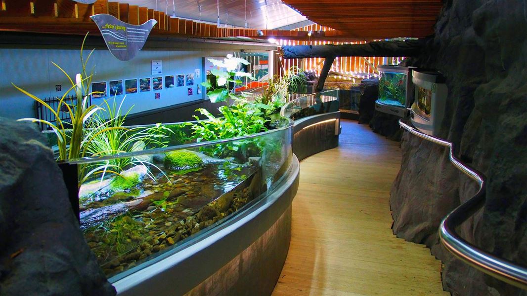 Aquarium display tanks with sloping path.