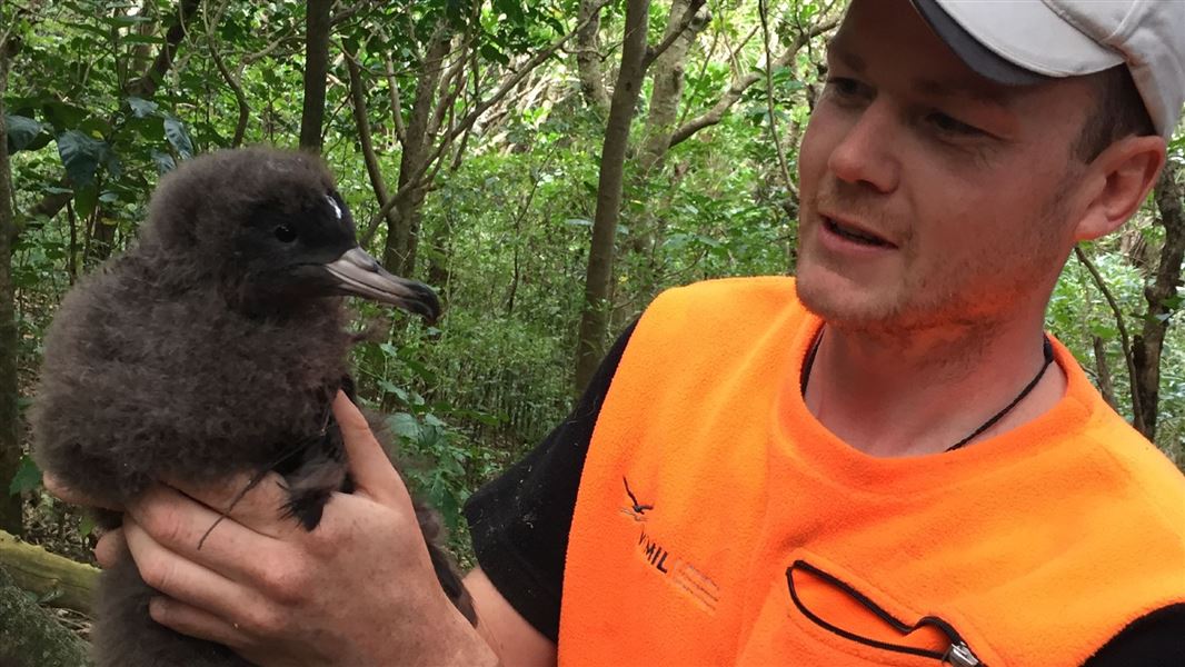 A close up of a shearwater chick cupped in Patrick's hands as he looks at it closely