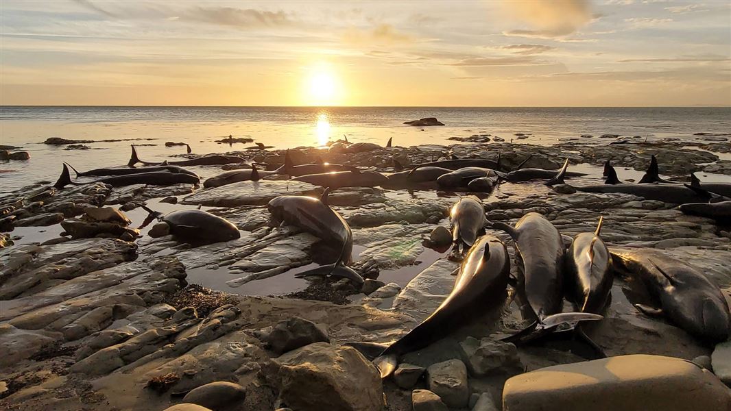 False killer whales and bottlenose dolphins stranded on Mahia Peninsula.