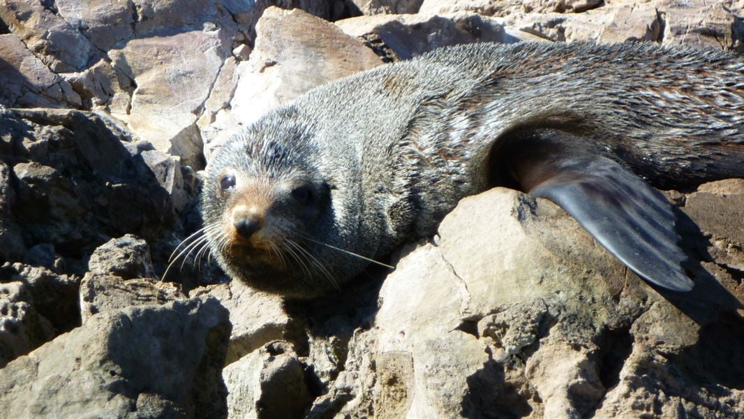 Fur seal.