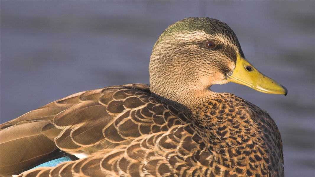 Mallard duck. 