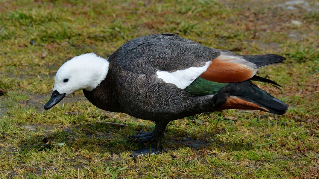 Paradise duck standing on grass.