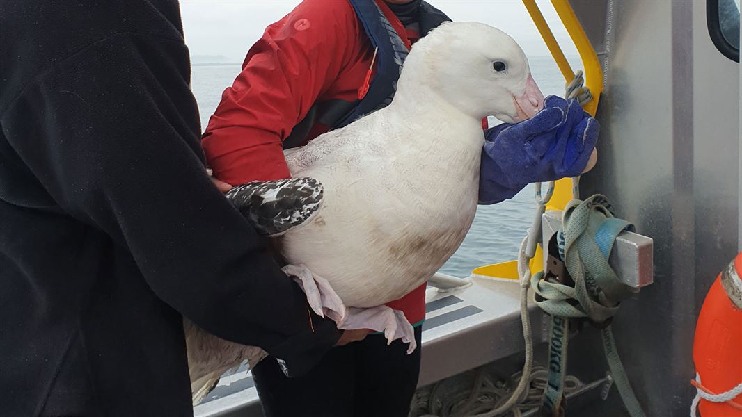 Blake Barnsfield assists Rowena Hayes – Bird Rescue Whakatāne.