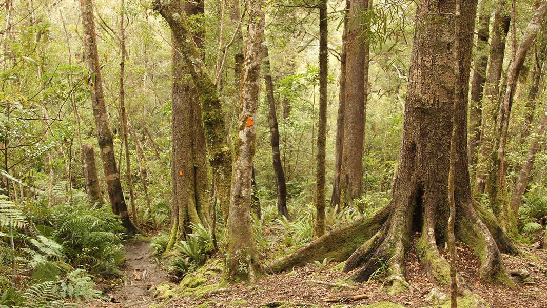 Holdsworth-Kaitoke Track, Wellington.  