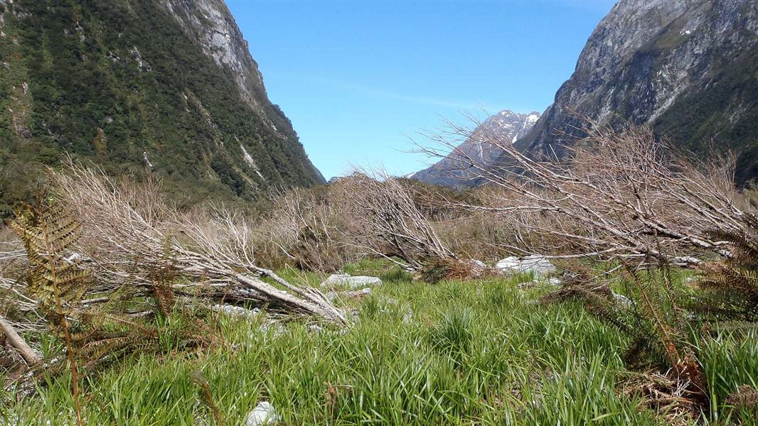 Avalanche damaged trees on the Milford Track 