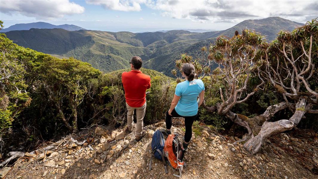 Pike29 Memorial Track near junction with Paparoa Track