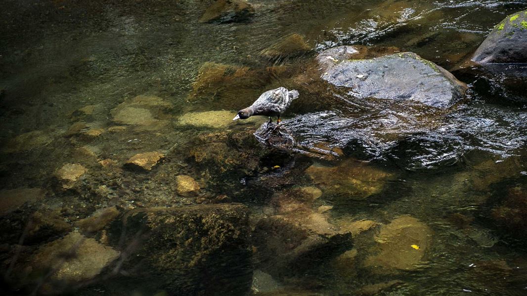 Whio on a rock in river. 