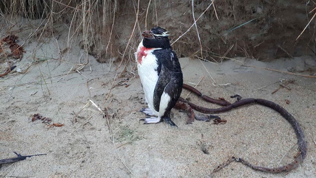 Bleeding penguin. 