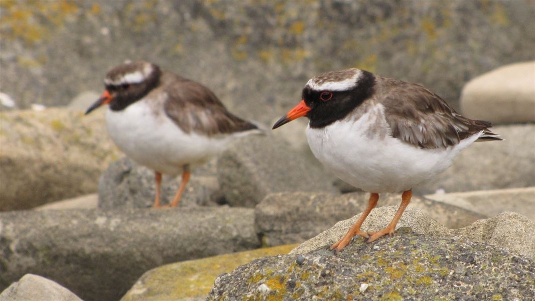 Two little birds of brown, black and white plumage with orange and black tipped beaks.