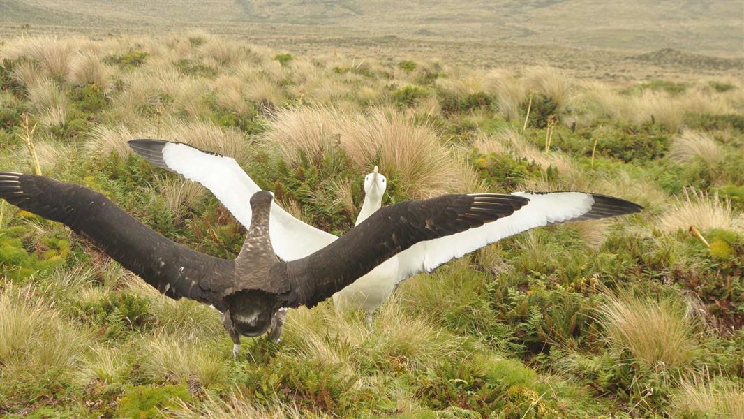 Wandering albatross courtship. 