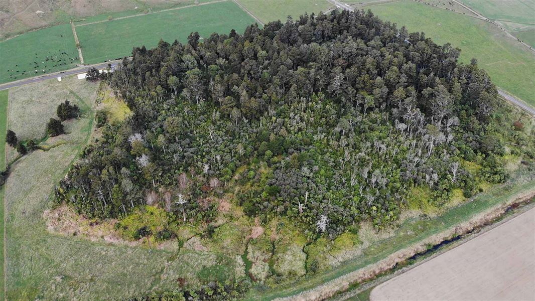 A birds-eye view of Gordon Park showing the paddocks where planting will fill out the forest block. 