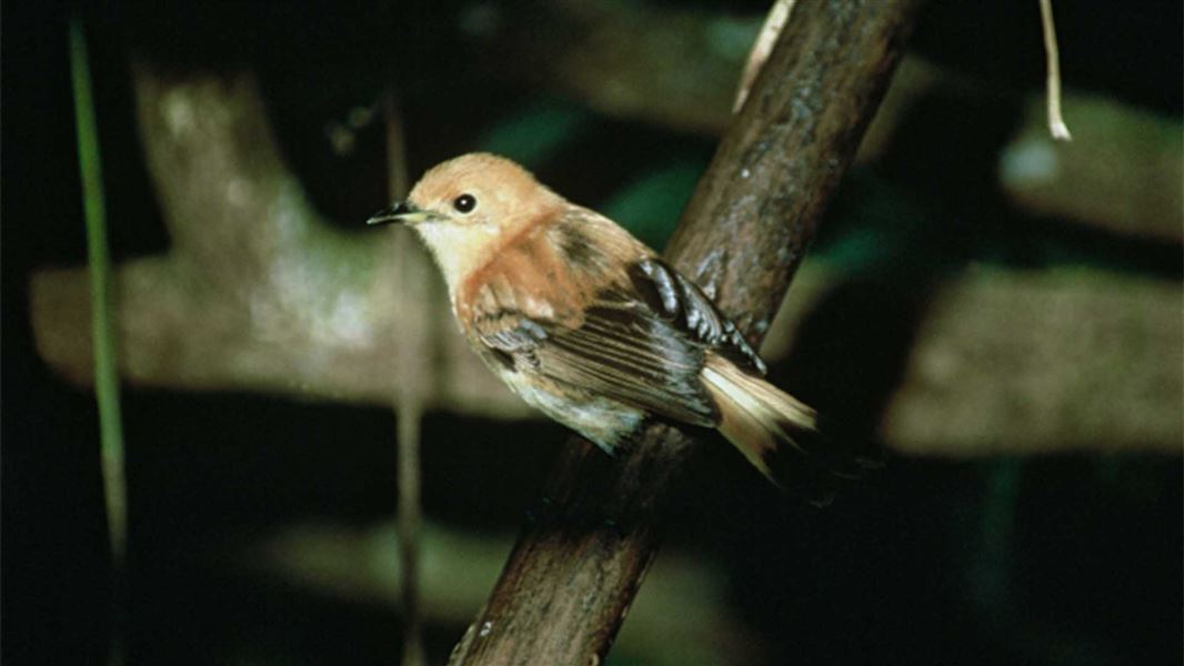 A small light brown bird on a branch