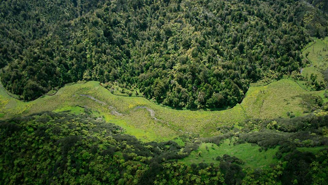 Forest surrounds a small stream