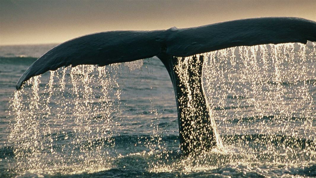 Tail flukes of sperm whale. 