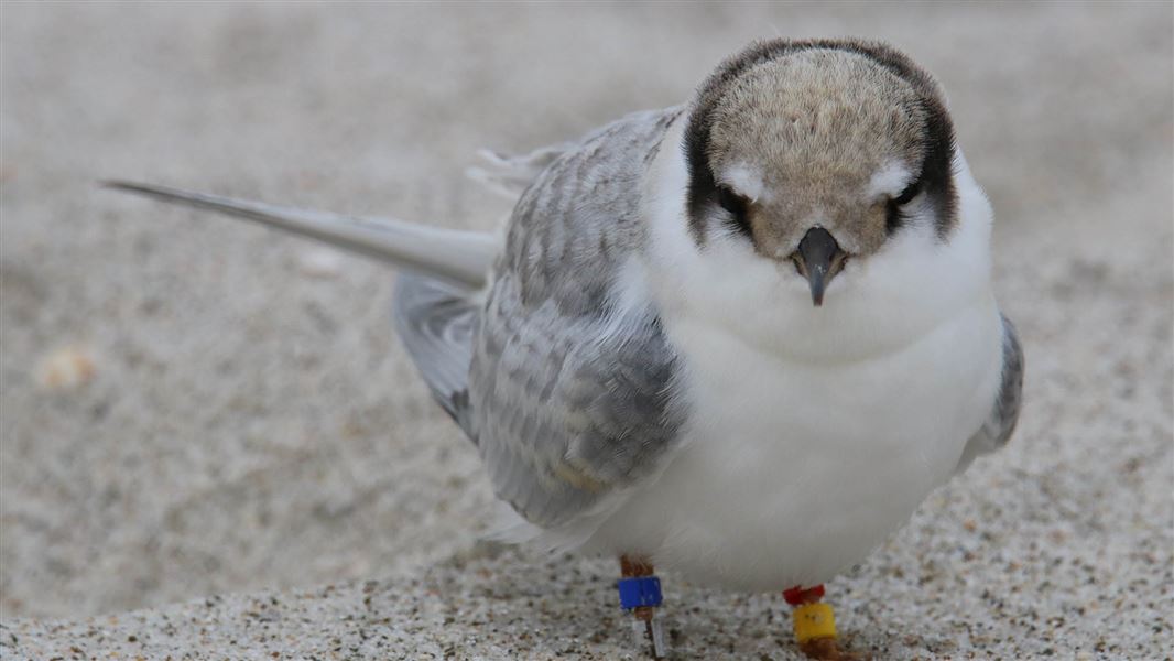 A small bird. It has a white front and grey back and wings with a distinct black halo around the head.