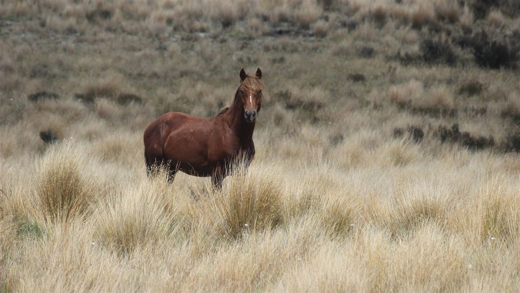 Kaimanawa horse in tussock. 