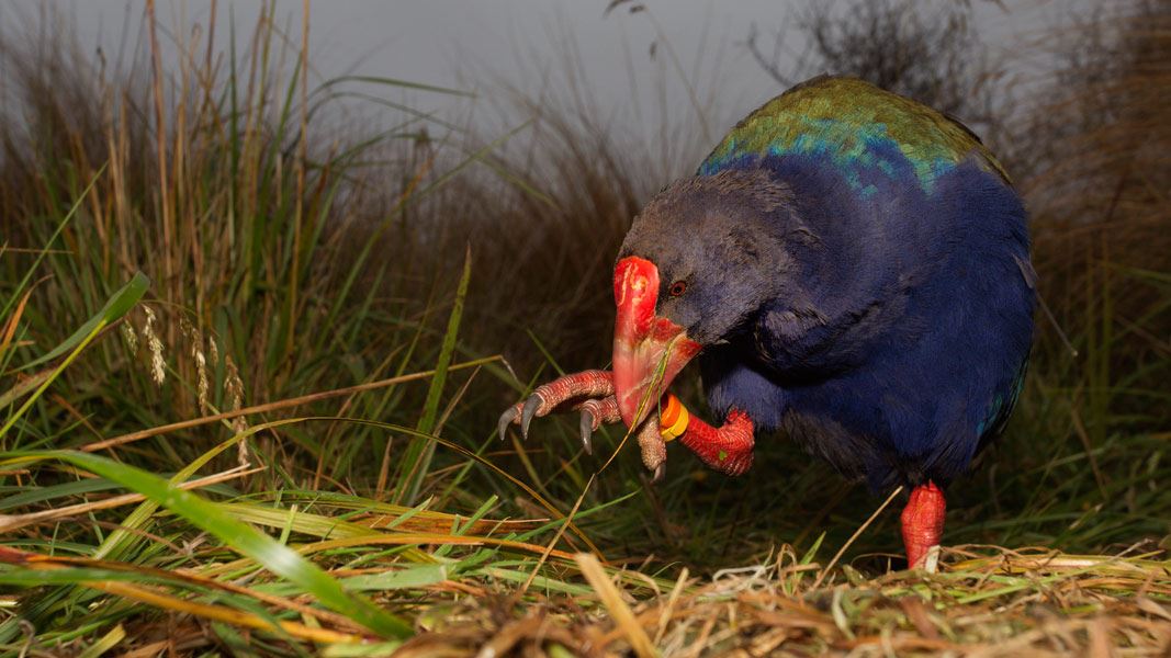 Takahē holding tussock. 