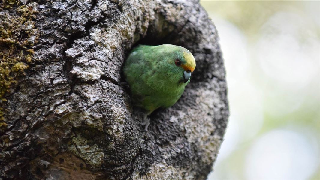 Small orange-fronted parakeet in a hallow of tree.