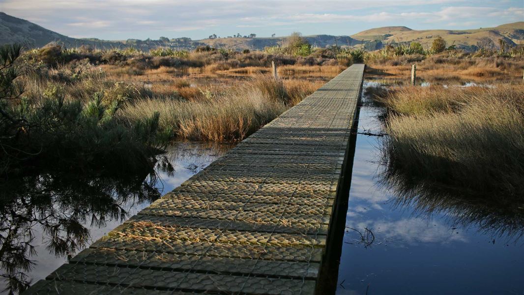 Aramoana Boardwalk and saltmarsh.